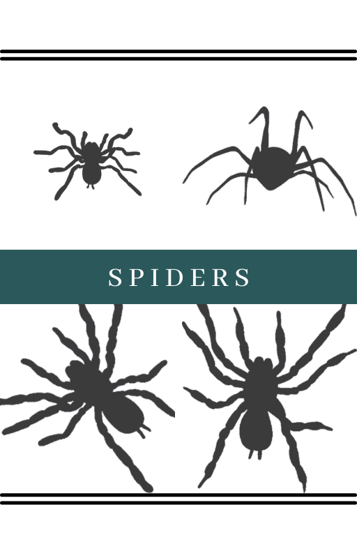 Spiders